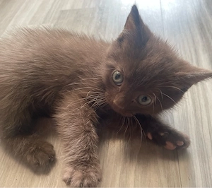 2 männliche bkh kitten