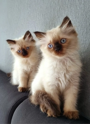Katzenbaby, Kitten. Kätzchen, Abgabebereit