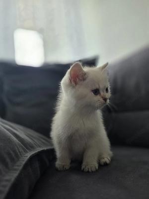 Bhk kitten männlich 