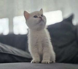 Bhk kitten männlich 