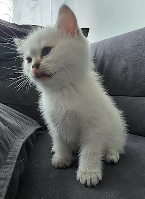 Bhk kitten männlich 