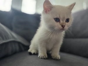 Bhk kitten männlich mit Stammbaum 