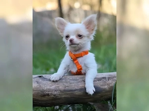 Süße Chihuahua-Welpen   Liebevoll, loyal und voller Persönlichkeit