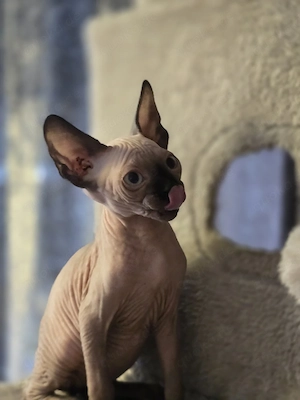 kanadische sphinx mit Schnurrhaare