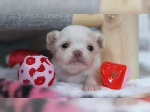 Süße Chihuahua-Welpen   Liebevoll, 