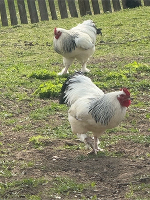 Sundheimer Hahn 