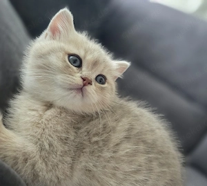 Bkh kitten männlich 