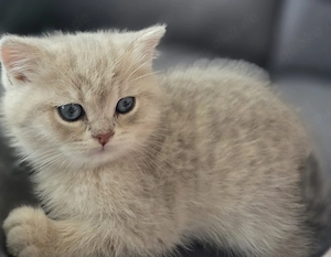 Bkh kitten männlich 