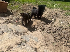 Pomchi Mädels 