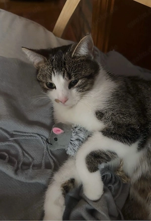 Katze und Kitten