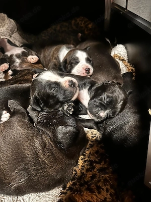 Bully-mix-Welpen 