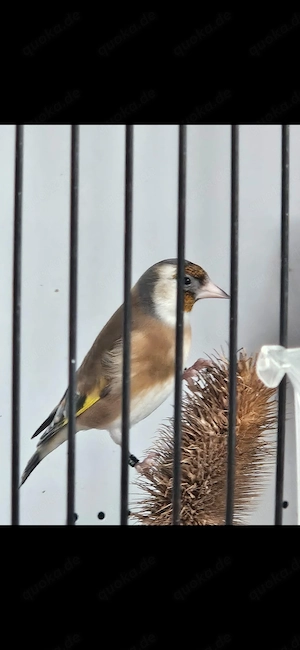 Stieglitz Carduelis  kleine art