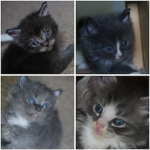 Ragdoll Maine Coon mix Kitten