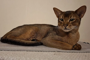 Abbesinier Kater Kastriert Schmusetieger Expositiontauglich!! 