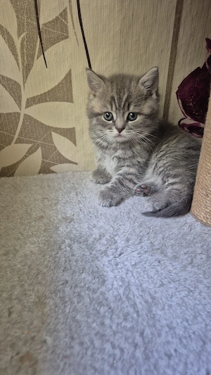 BKH Kitten