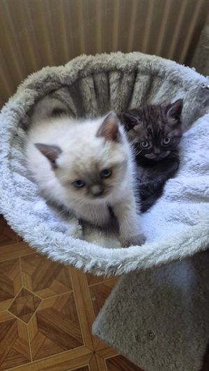 Bkh kitten Bild 4