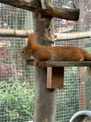 suche Eichhörnchen Weibchen von 2025
