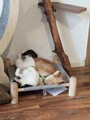 Katzen Paar abzugeben