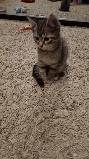 Katzenbaby 