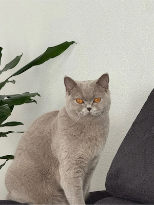 Britisch Kurzhaar Katze   12 Monate alt 