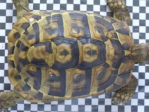 Griechische Landschildkröte weiblich 17 Jahre alt