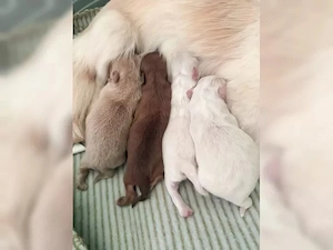 Wunderschöne Chihuahua-Welpen suchen ein liebevolles Zuhause