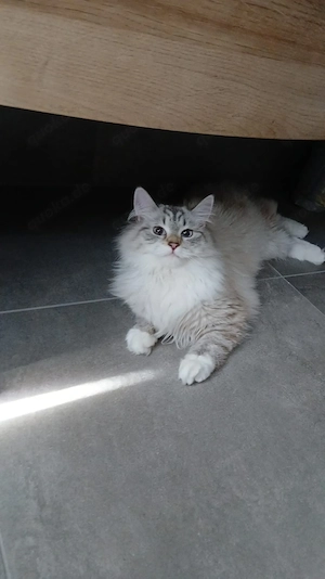 katze zum abgeben 