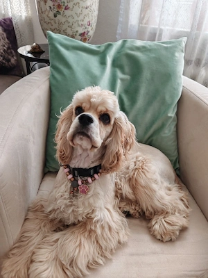 Amerikanische Cocker Spaniel Hündin 