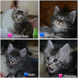 zuckersüsse Maine Coon Kitten suchen neues Zuhause