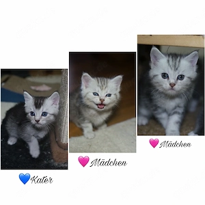 wunderschöne BKH Kitten suchen neues Zuhause 