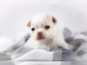 sozialisierte Chihuahua-Welpen   Perfekte Begleithunde Bild 5