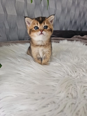 Bkh Kitten  Bild 3