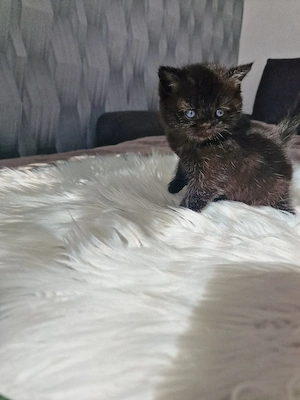 Bkh Kitten  Bild 5