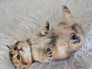 Bkh Kitten  Bild 2