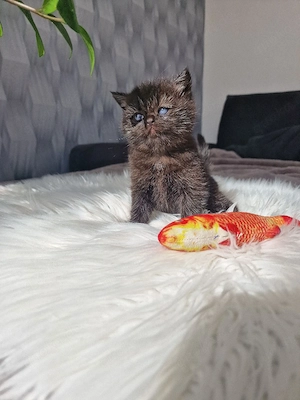 Bkh Kitten  Bild 8