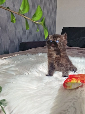 Bkh Kitten  Bild 7