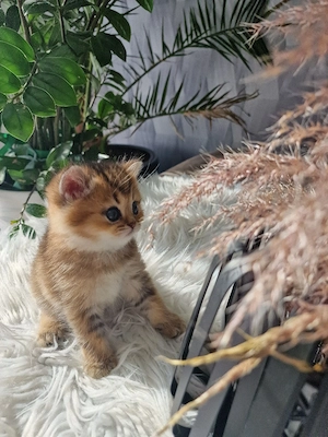 Bkh Kitten  Bild 4