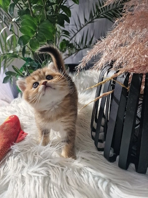 Bkh Kitten 