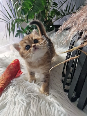 Bkh Kitten  Bild 6