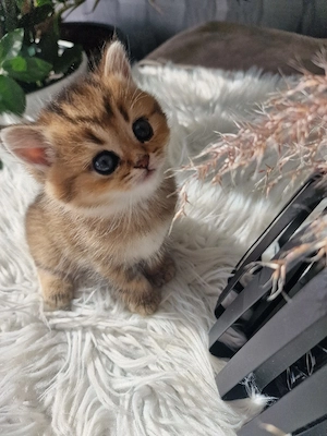 Bkh Kitten  Bild 9