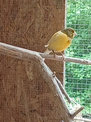 Kanarienvogel männlich