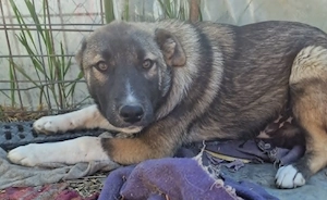 Timi, kleiner Hundemann sucht seine Menschen
