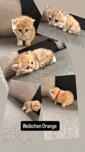 bkh kitten 