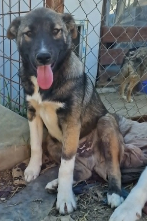Timi, kleiner Hundemann sucht seine Menschen