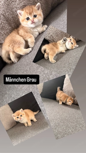 bkh kitten 