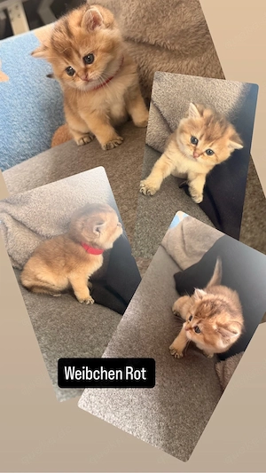 bkh kitten 