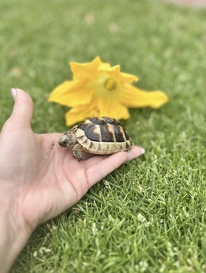 Testudo marginata Griechische Landschildkröte Schildkröten Breirandschildkröte