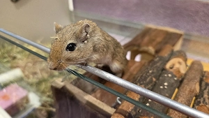 2 mongolische Wüstenrennmäuse Rennmäuse Maus Rennmaus Weibchen
