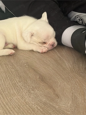 französische bulldoggen mix