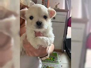 Zuckersüßer Chihuahua Rüde sucht seine Familie für immer